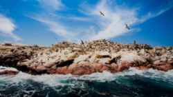 Ballestas Islands