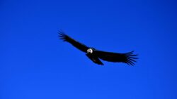 Condor Colca Canyon