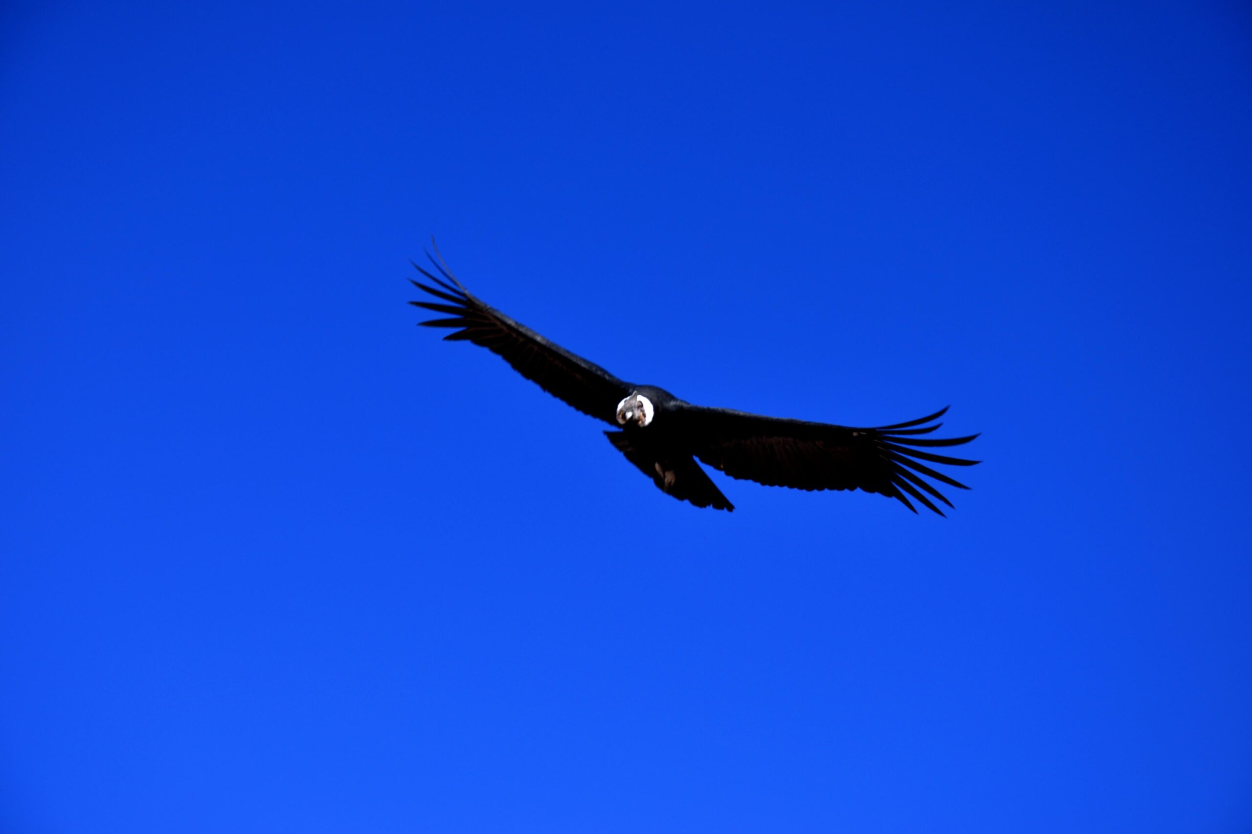 Colca Canyon Peru Condor