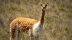 Vicuna Highland Peru