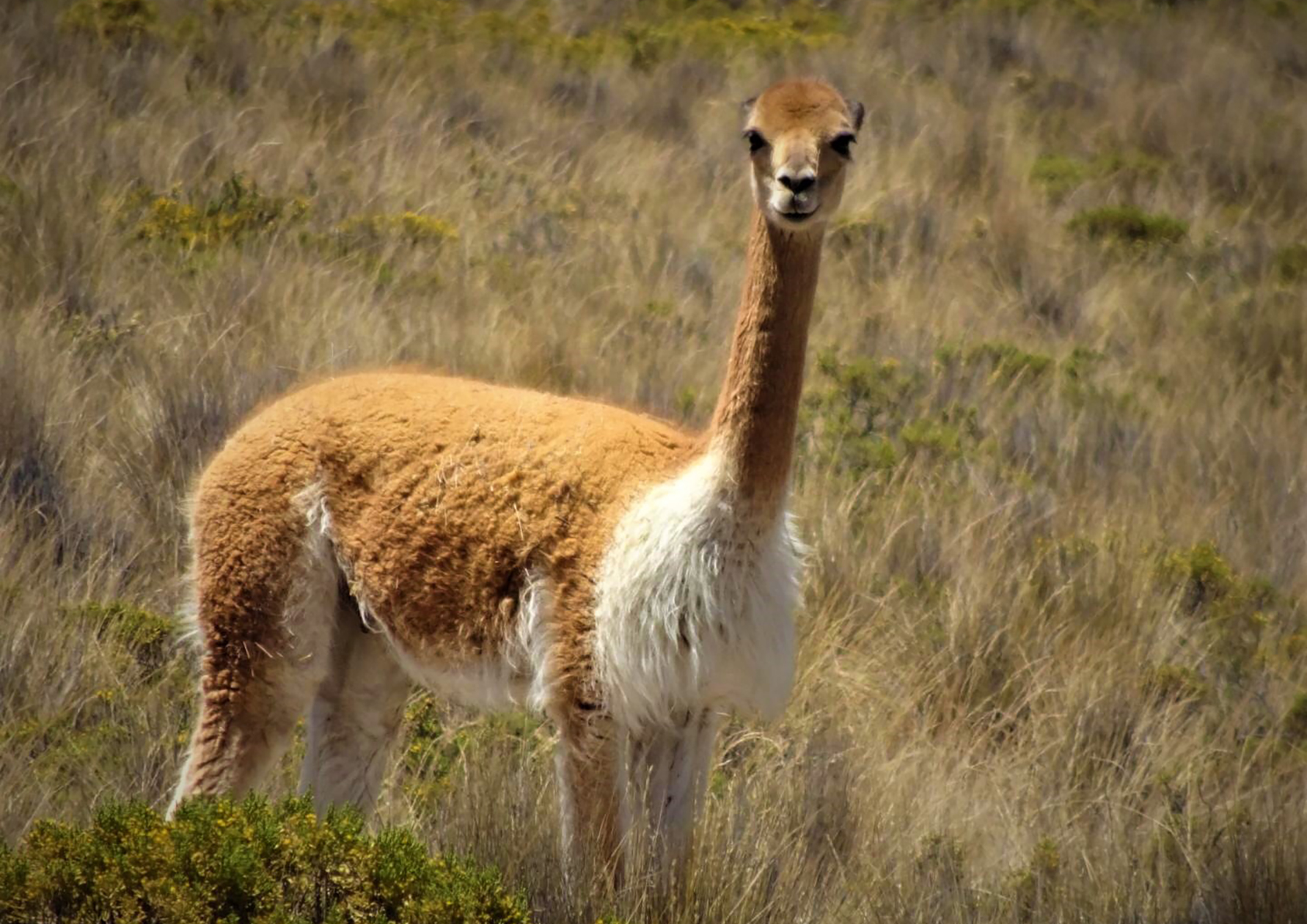 Vincuna Altiplano Peru Plateau