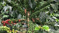 Coffee plantation, La Convención Peru