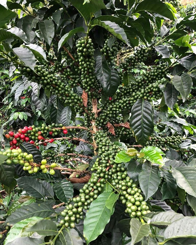 Coffee tree